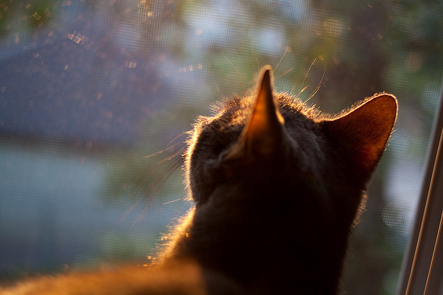 九游娱乐平台-德国自由泳队后程加速能力突出，自由泳大师