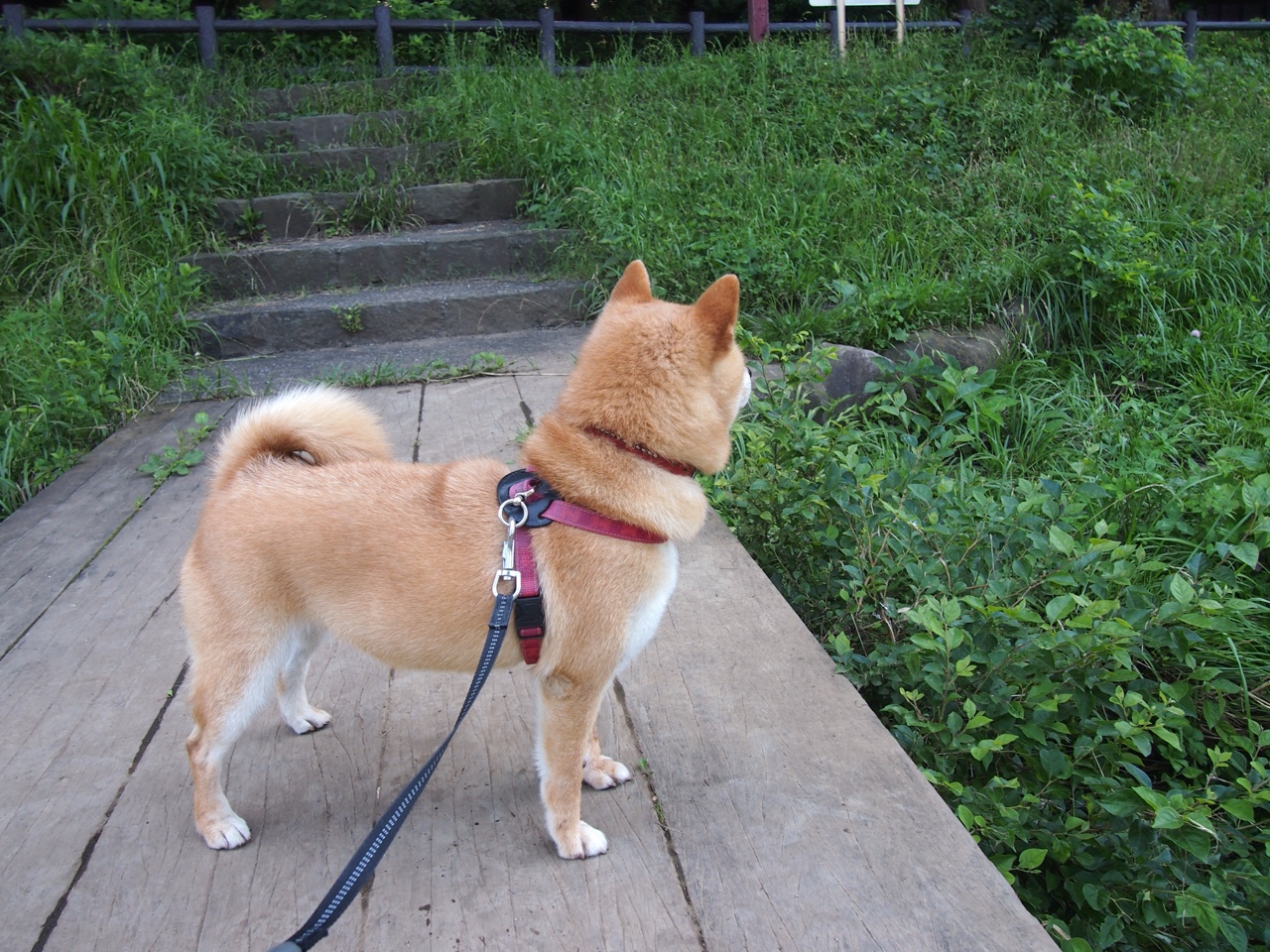 数据分析：蝶泳划水深度影响速度？，蝶泳的划水动作轨迹是三维的