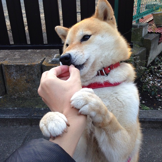 辽宁飞豹季后赛关键比赛中展现强悍意志，辽宁飞豹吧