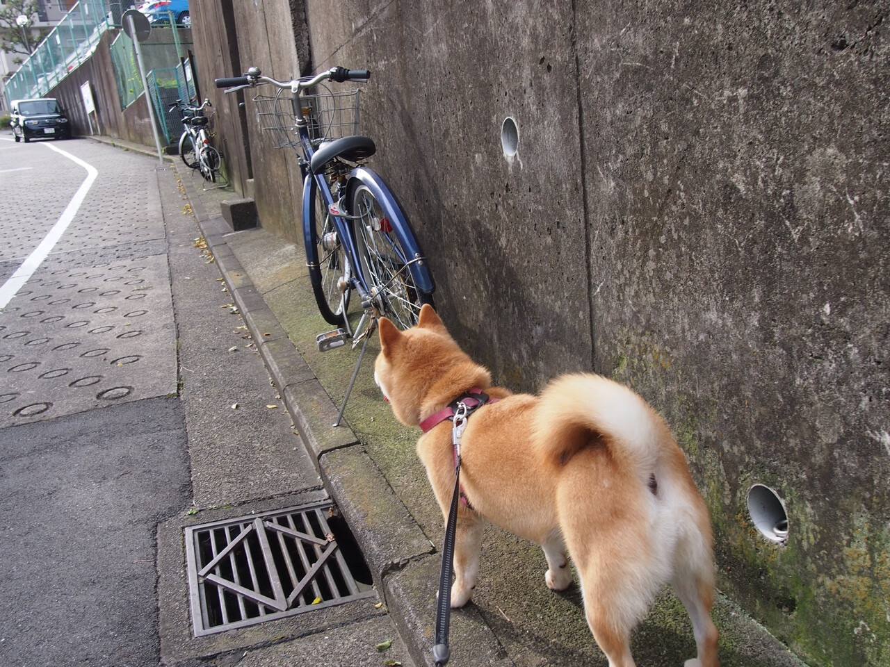 中国足球青少年训练营引入多维技术评估，全国青少年足球培训