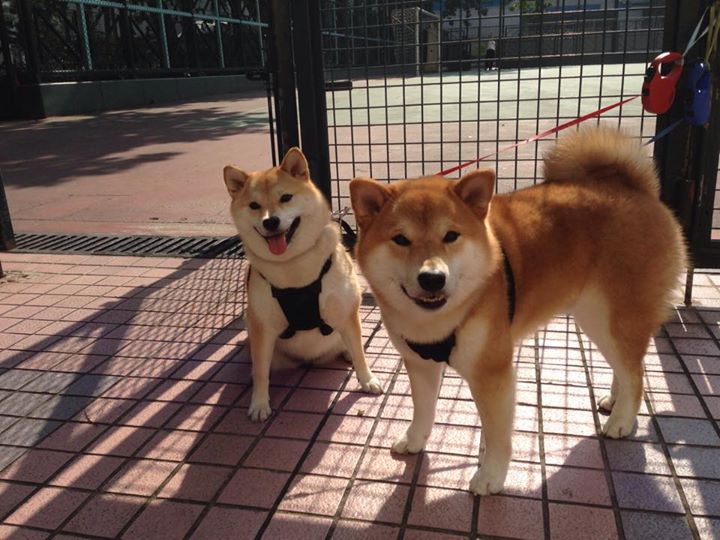 乌干达女篮在非洲锦标赛中持续拼搏,期待成功突破,乌干达女子精英联赛
