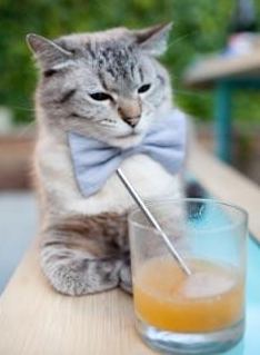 佩拉卡尼挑战蝶泳项目引关注，卡佩拉速度慢吗