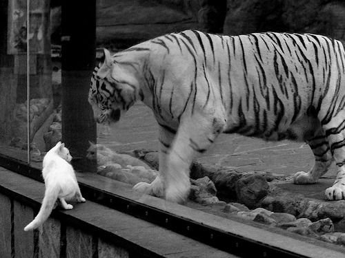 九游娱乐app官网-国家极限运动协会披露新项目申报流程，国家极限运动协会披露新项目申报流程图