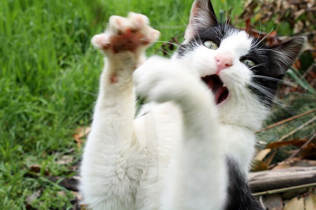 基:全黑队的“防守盾牌”,每次对抗都精准而有力